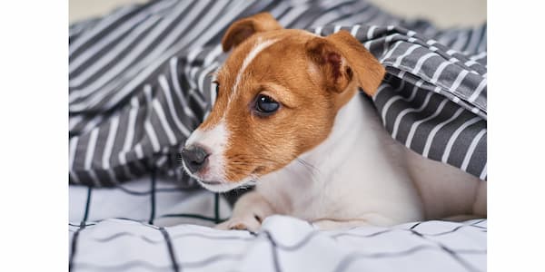 Dog safe online blanket